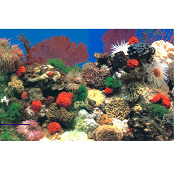 供应水族器材背景画红珊瑚9001